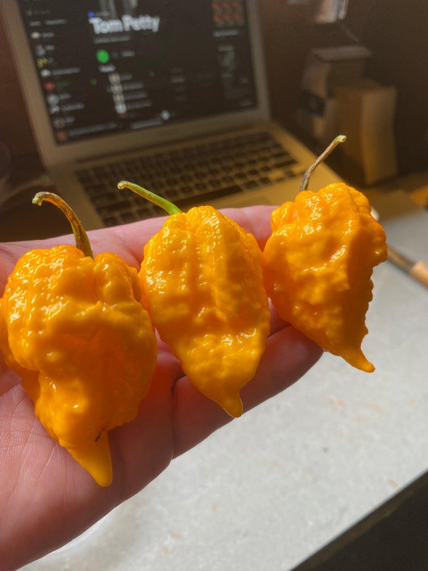 Seeds - Yellow Fever