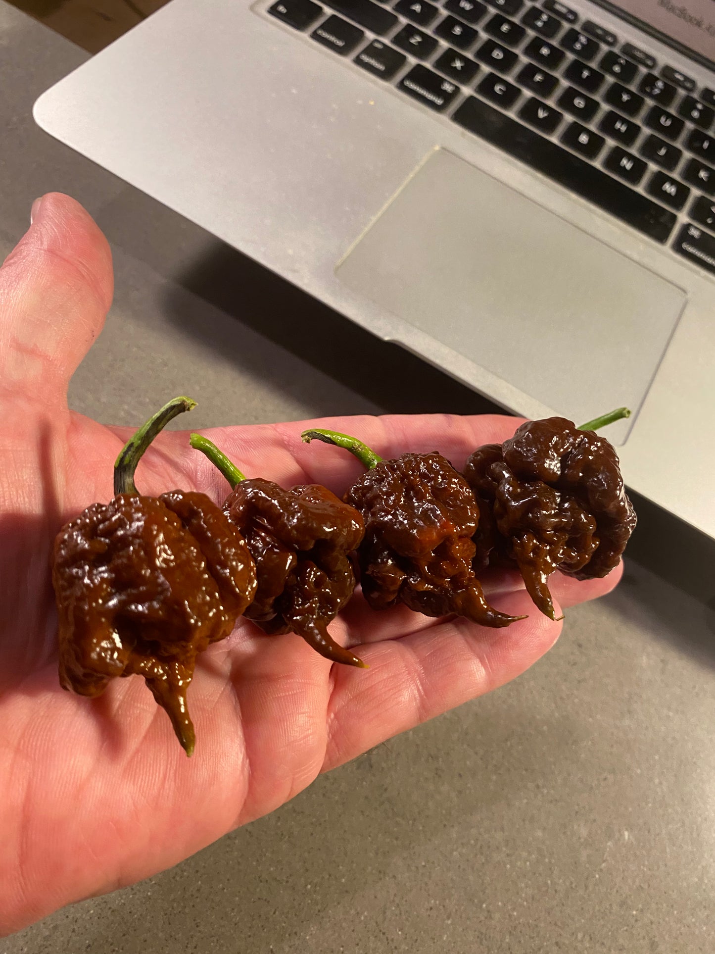 Seeds - 7 Pot Primo Chocolate