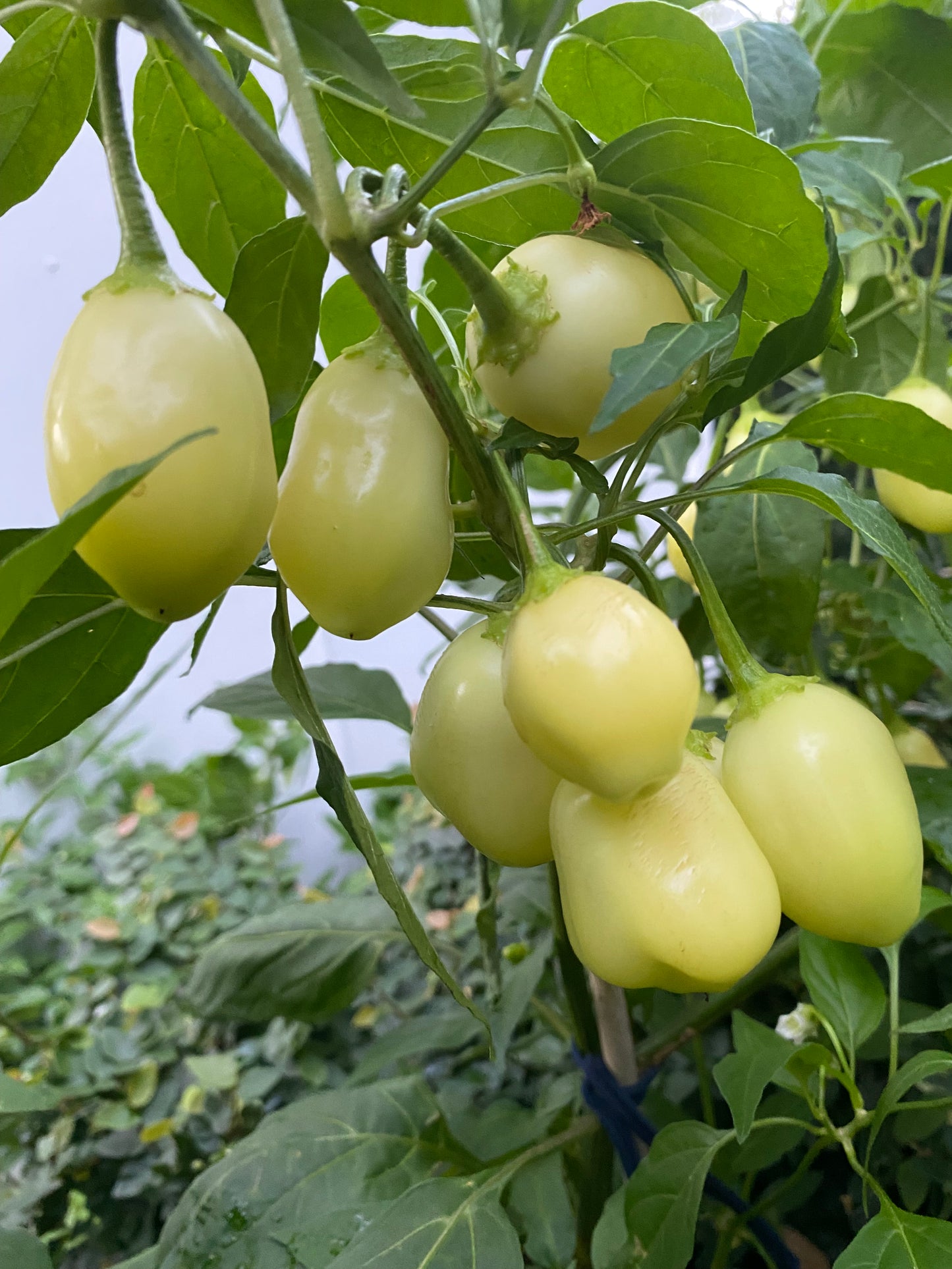 Seeds - Sugar Rush Cream