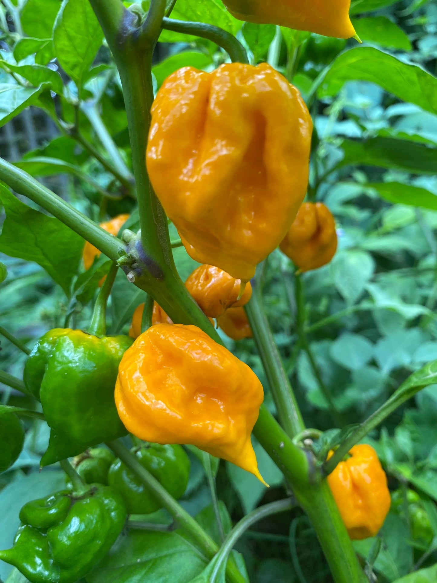 Seeds - 7 Pot Primo - The God Stopper