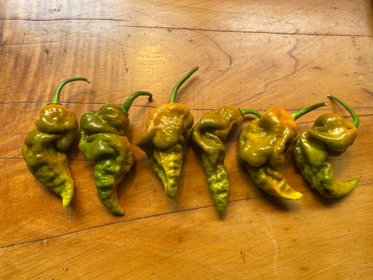 Seeds - Gator Jigsaw