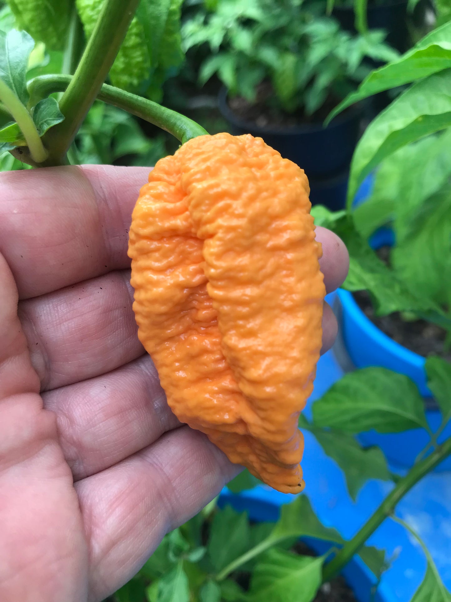 Seeds - Big Peach Mamma