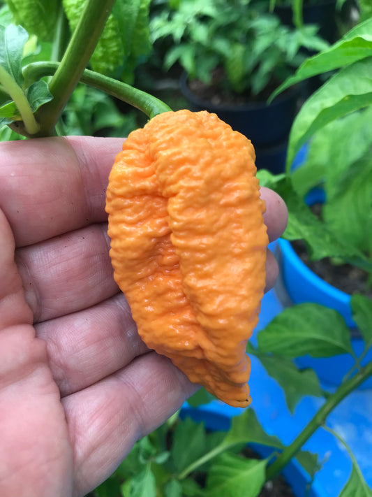 Seeds - Big Peach Mamma