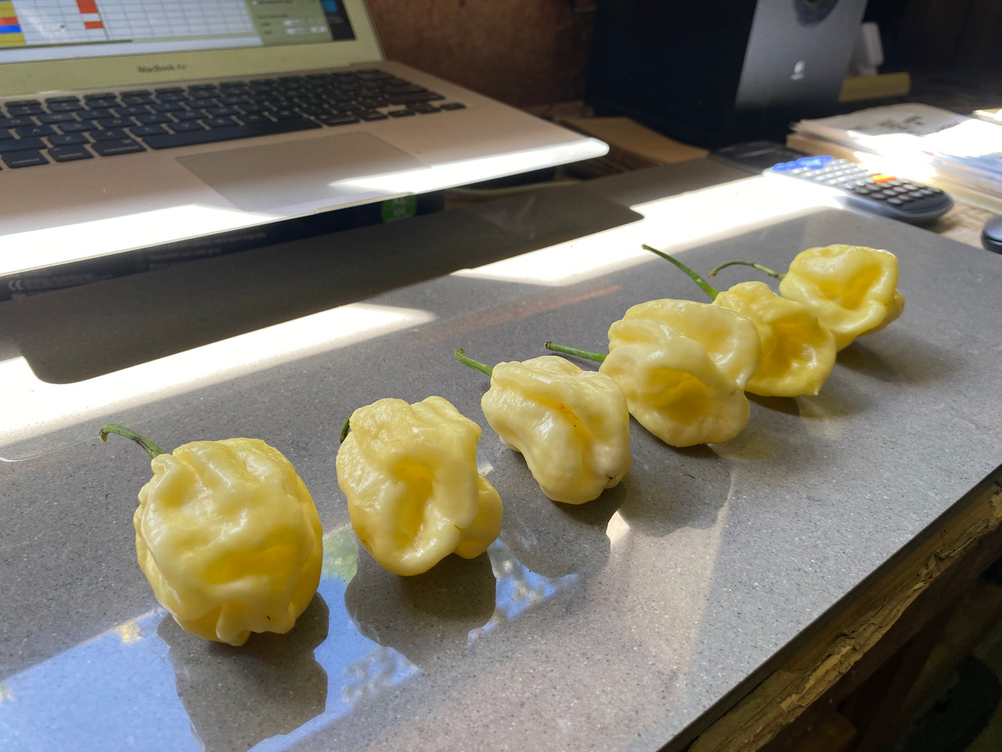 Seeds - Carolina Reaper White