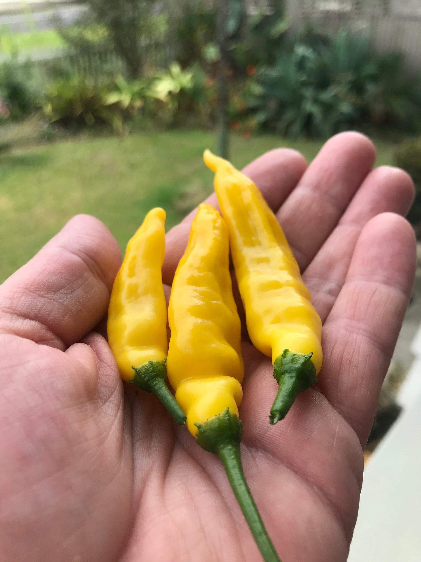 Seeds - Aji Pineapple