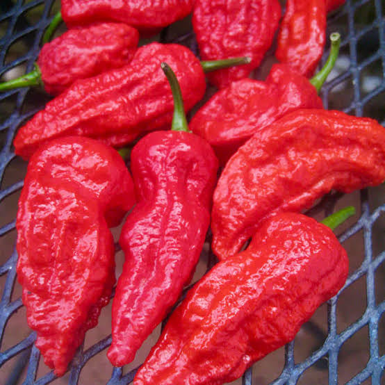 Seeds - Bhut Jolokia