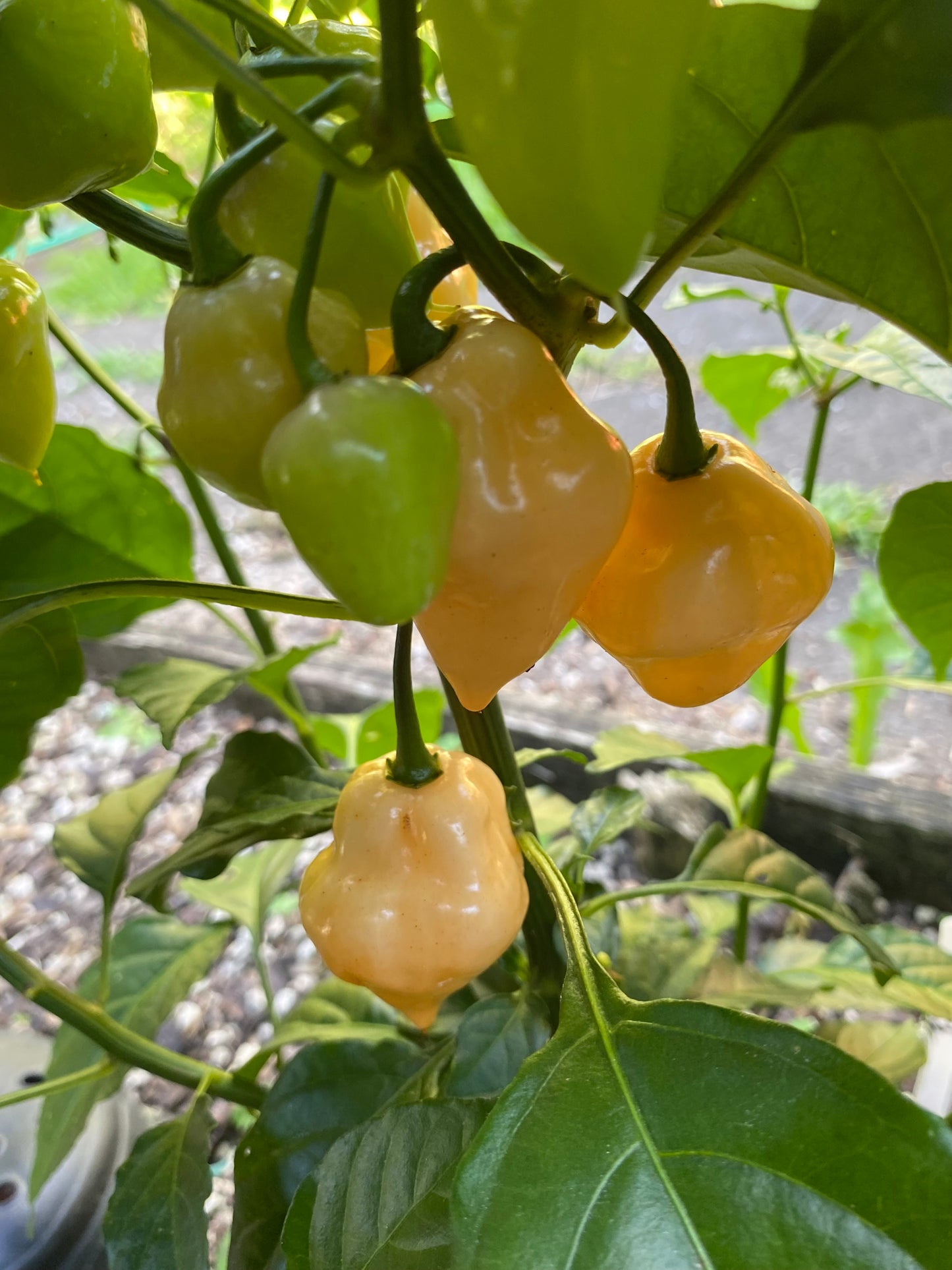Seeds - Trinidad Scorpion Peach