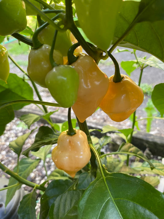 Seeds - Trinidad Scorpion Peach
