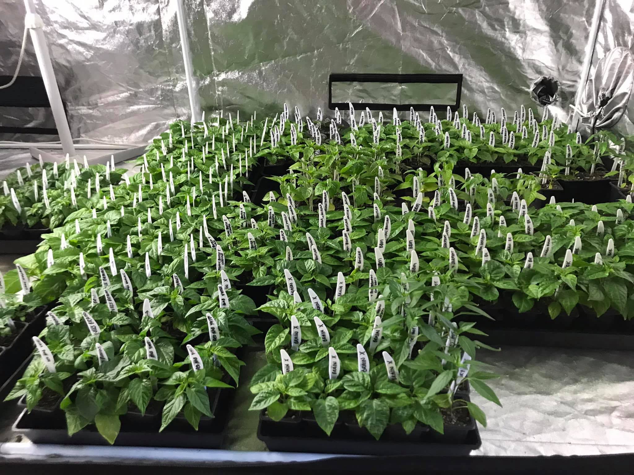 Chilli seedlings for sale. Superhot Chilli seedlings for sale