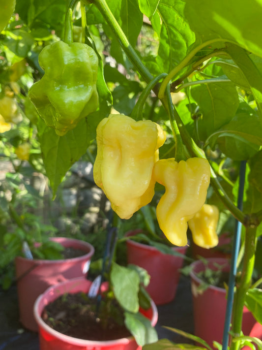 Why not chilli seeds