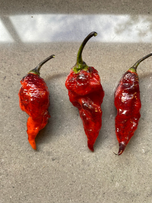 Seeds - Pimenta Leopard