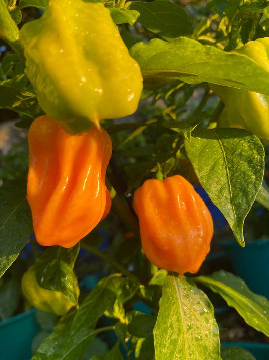 Seeds - Habanero Peach