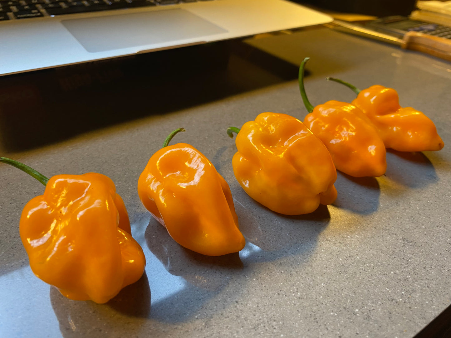 Seeds - Habanero Orange