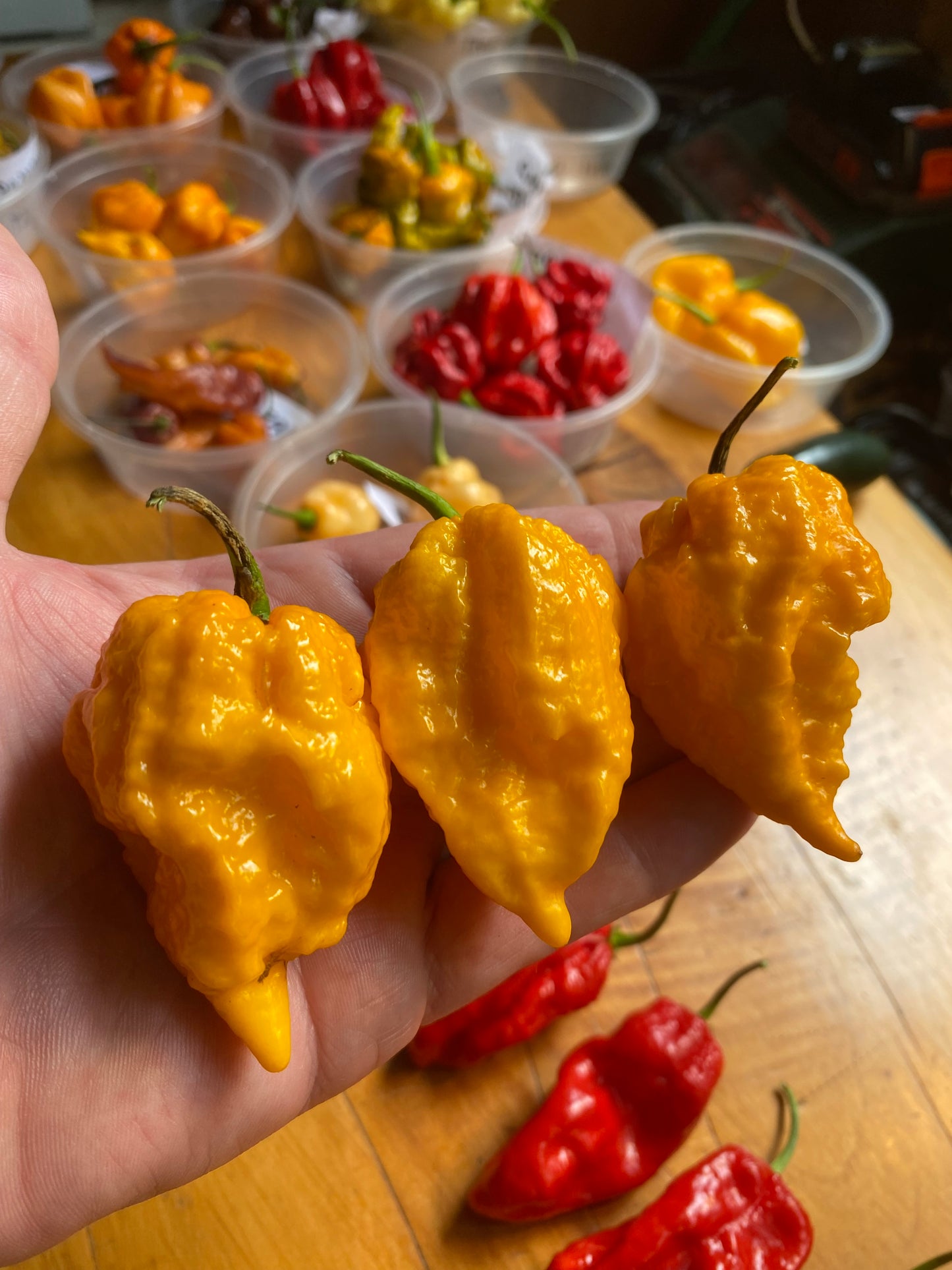 Seeds - Yellow Fever