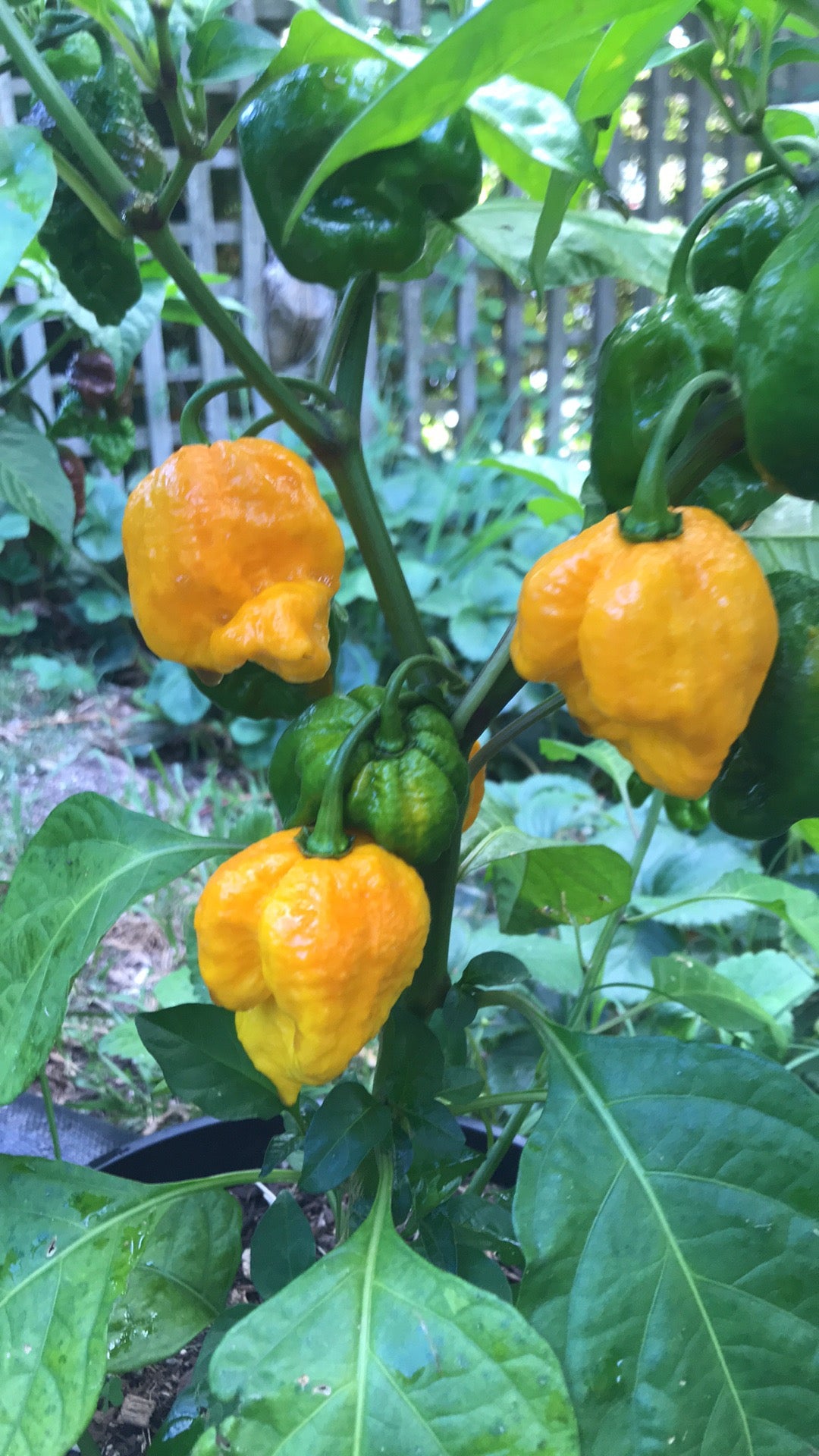 Seeds - 7 Pot Brain Strain Yellow