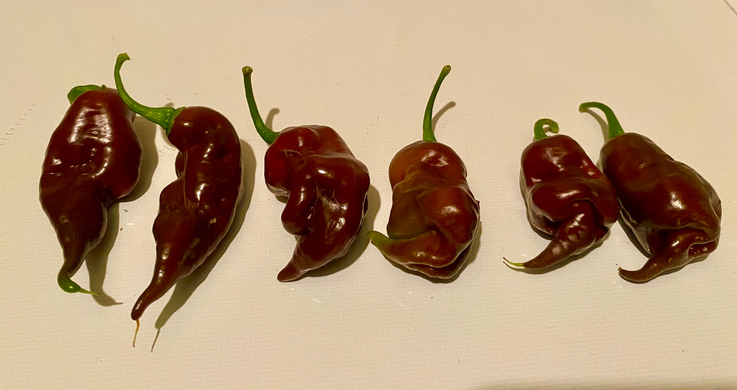 Seeds - SBS Demon Chocolate Habanero