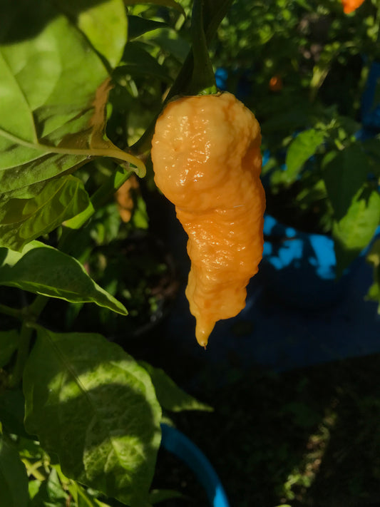 Seeds - Bengal Naga Peach