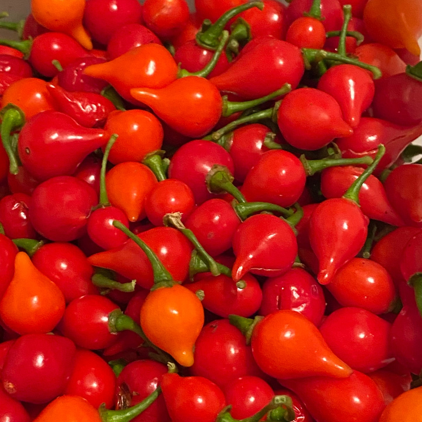 Seeds - Biquinho Iracema