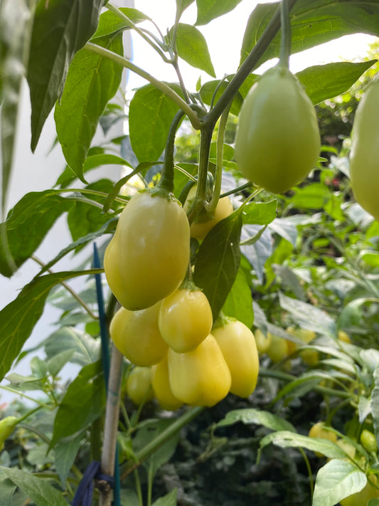 Seeds - Sugar Rush Cream