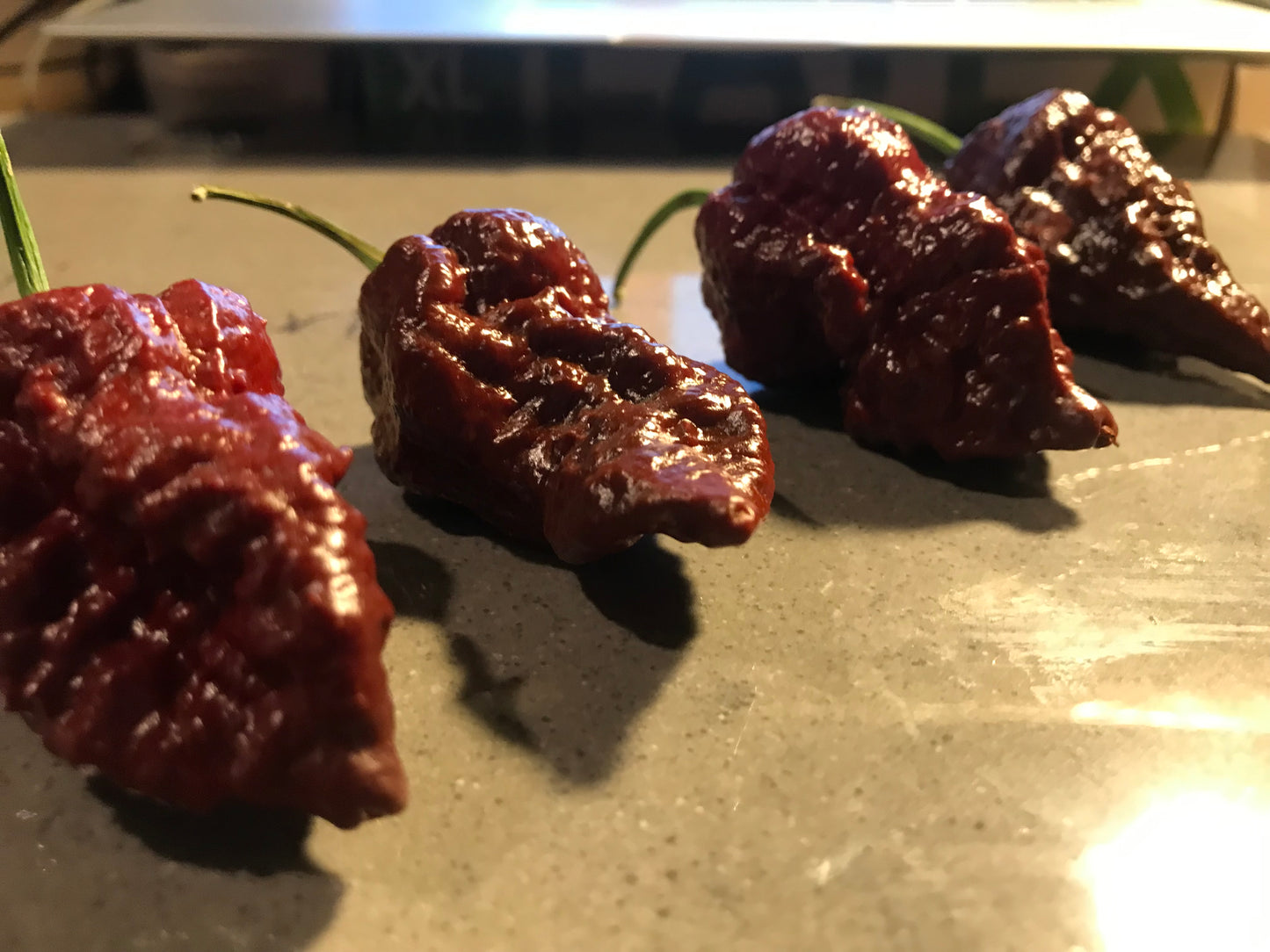 Seeds - Chocolate Apocalypse