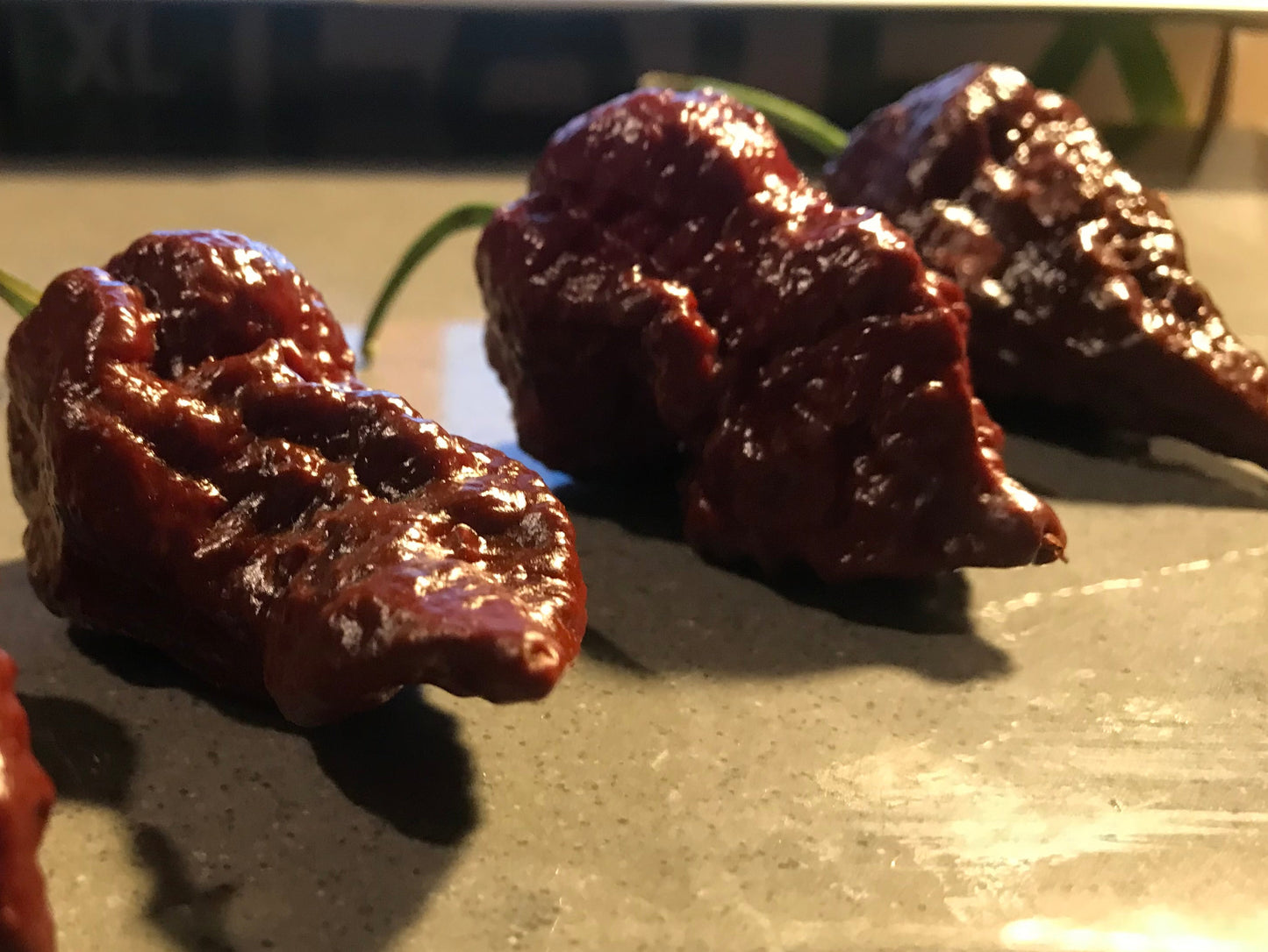 Seeds - Chocolate Apocalypse Scorpion