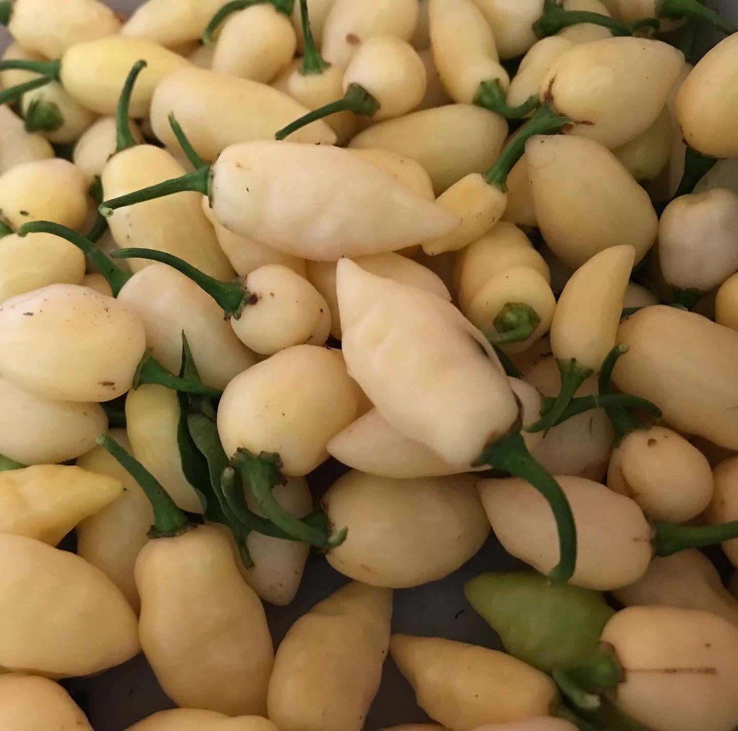 Seeds - OZ Lantern White