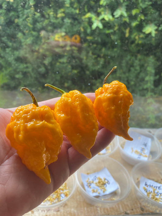 Seeds - Yellow Fever