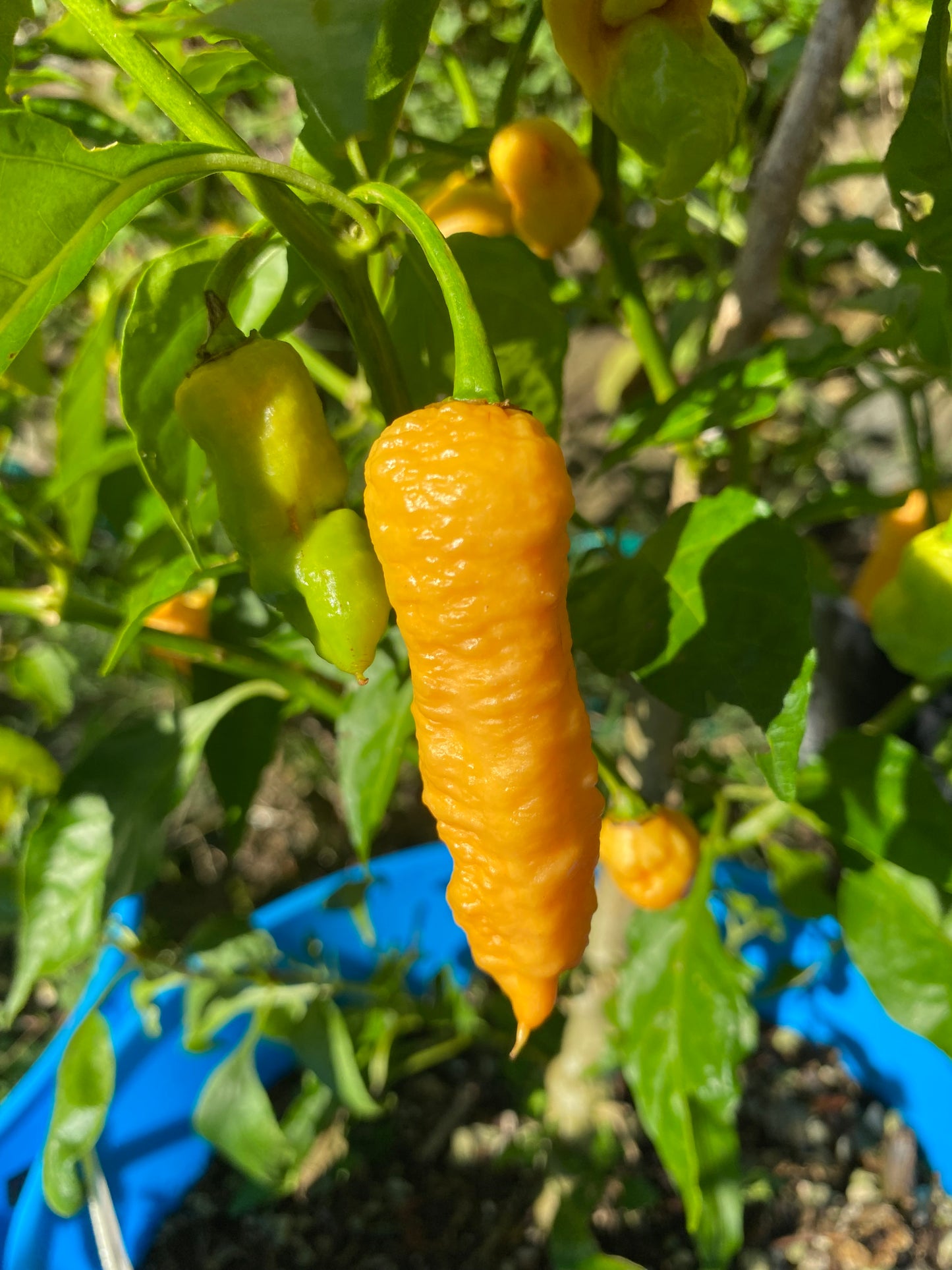 Seeds - Bengal Naga Peach