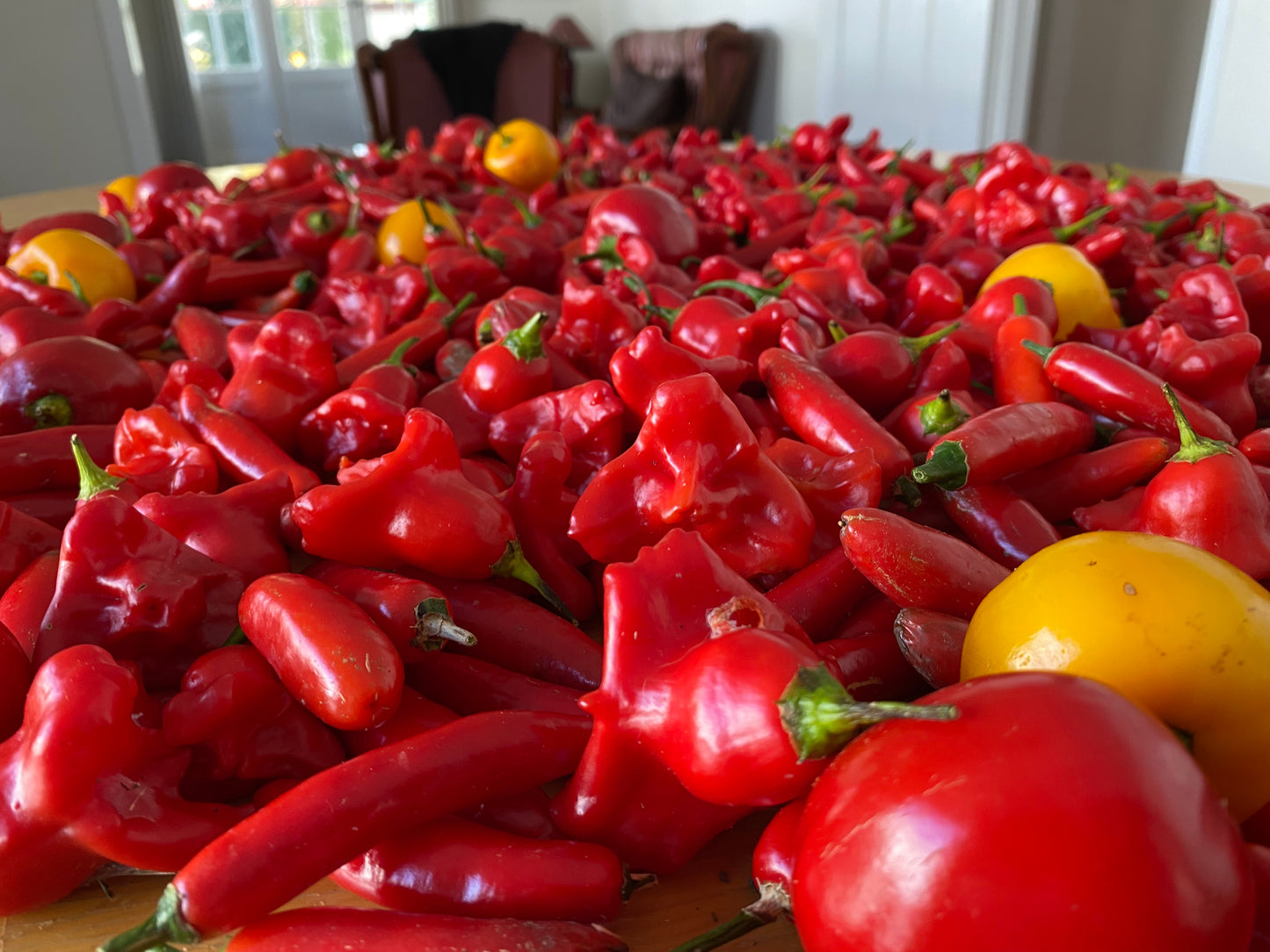 Seeds - Bishops Crown