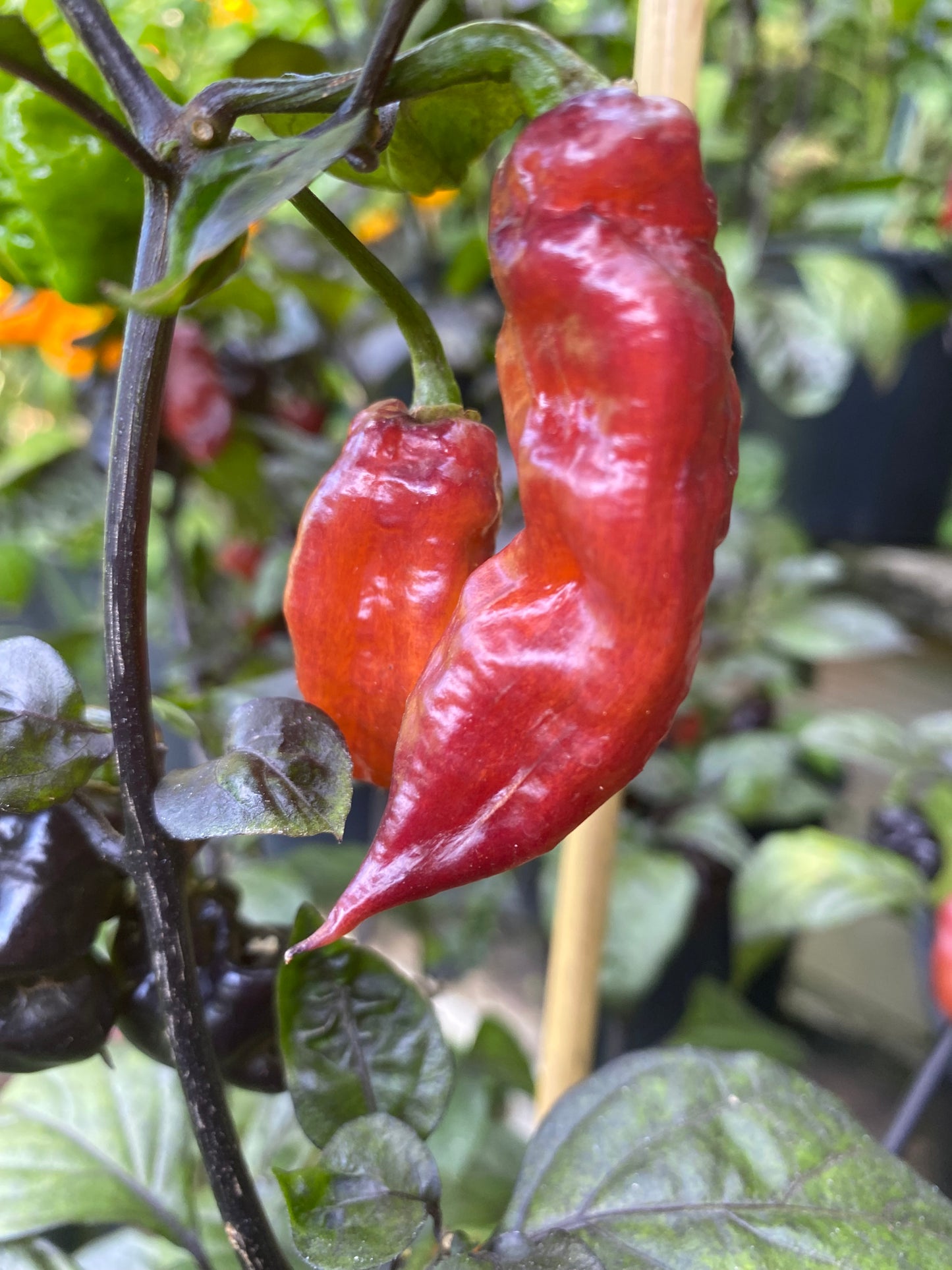 Seeds - Orange Shark