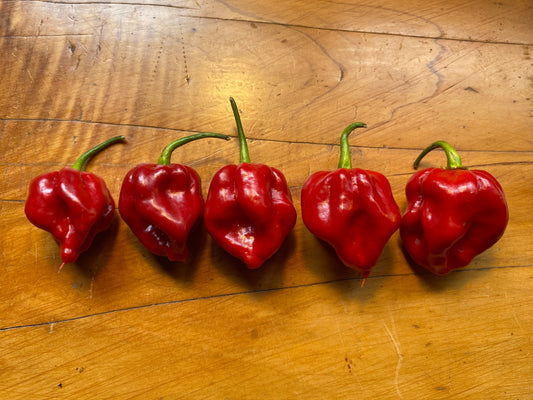 Seeds - Yaki Blue x Neils Smooth Scorpion