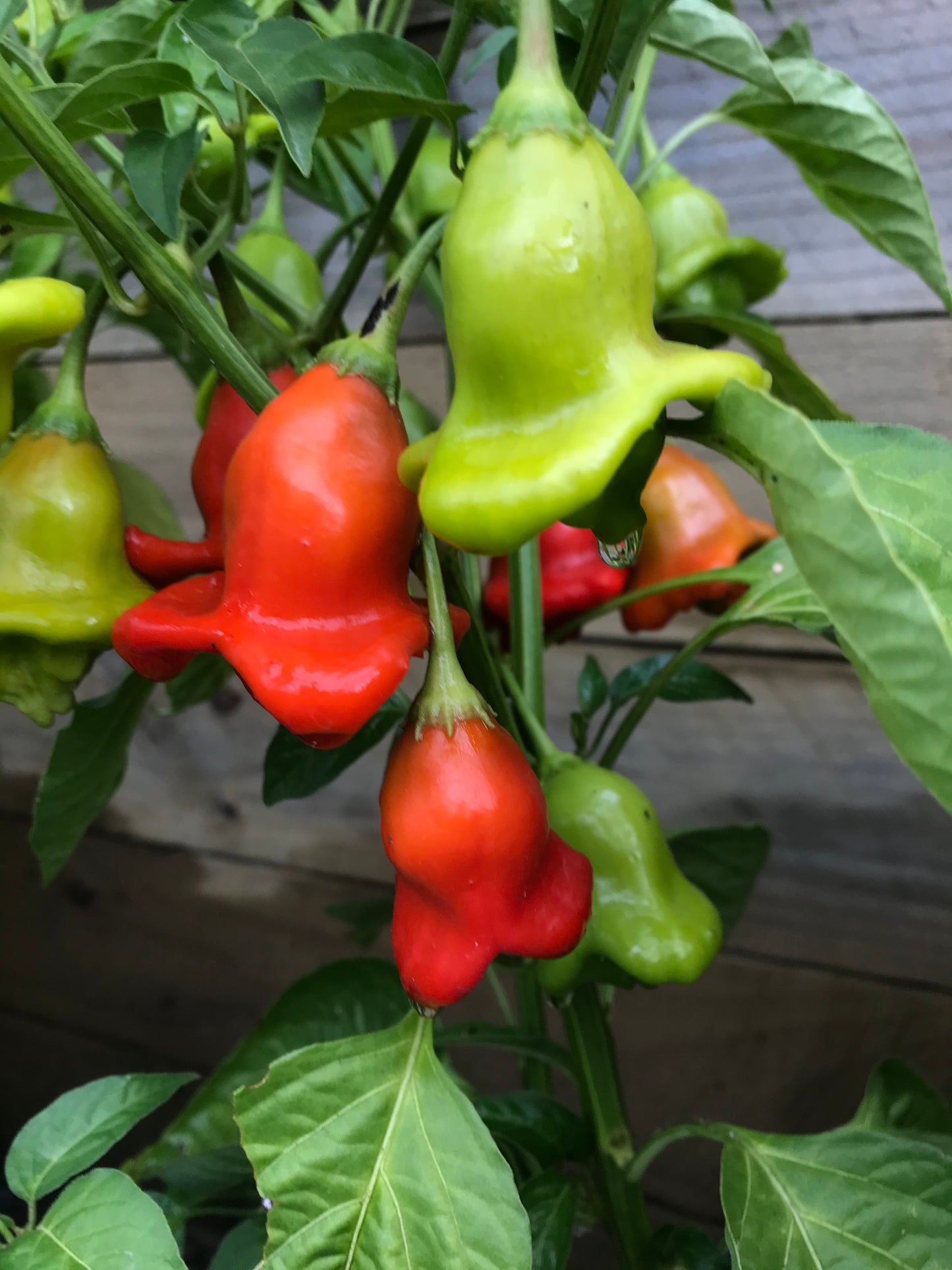 Seeds - Bishops Crown