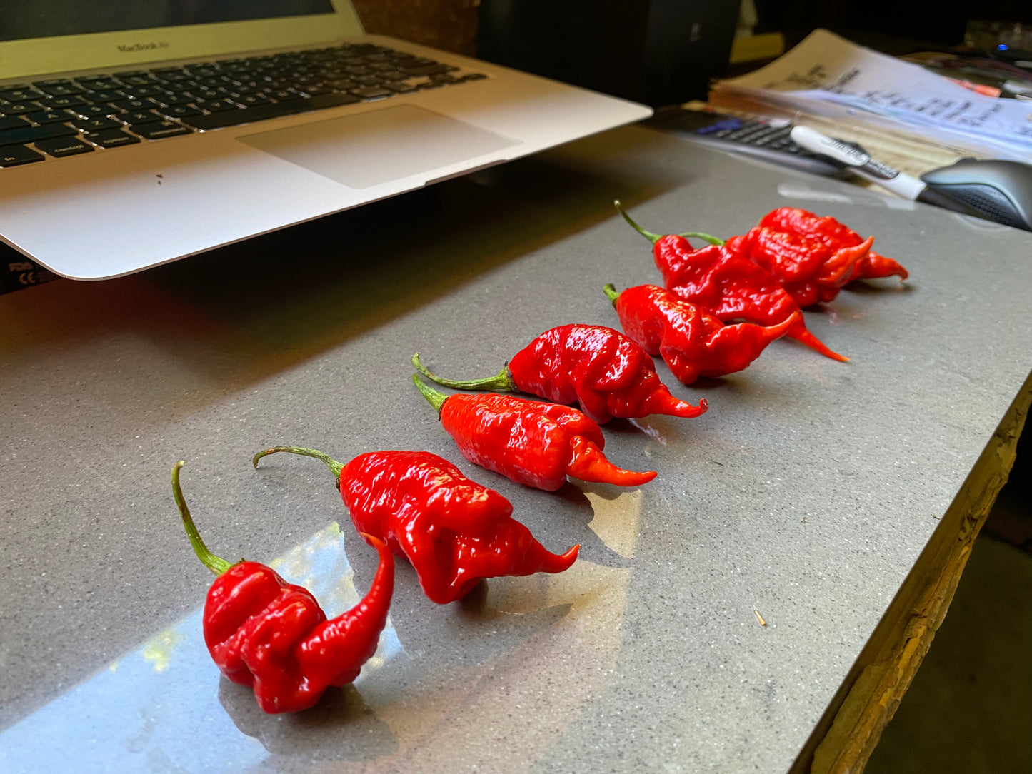 Seeds - Carolina Reaper x SRTSL