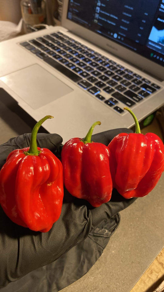 Seeds - Habanero Red