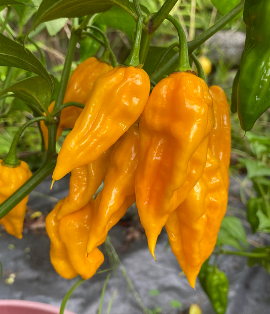 Seeds - Devils Tongue Yellow