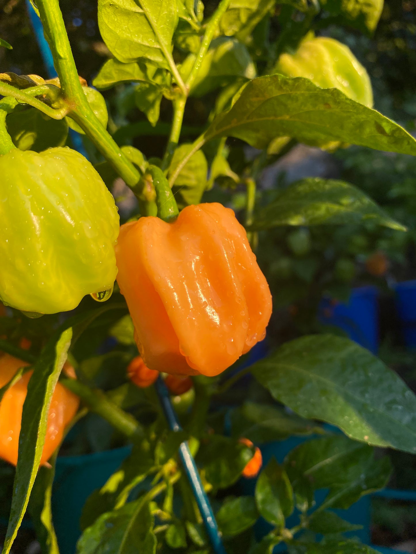 Seeds - Habanero Peach