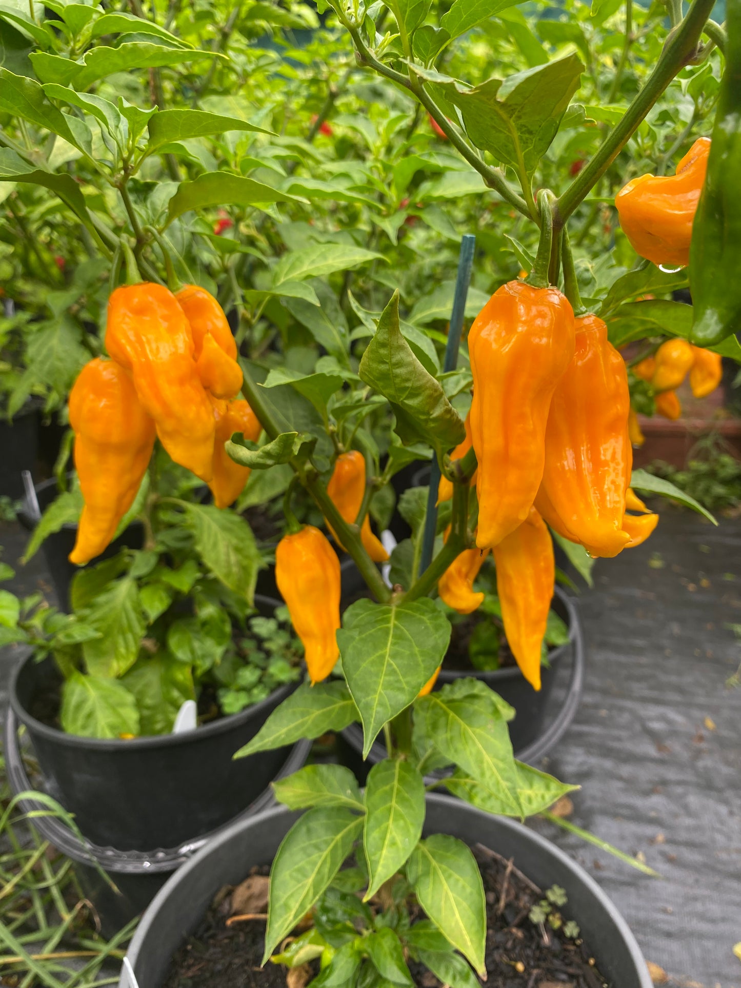 Seeds - Fatalii Yellow