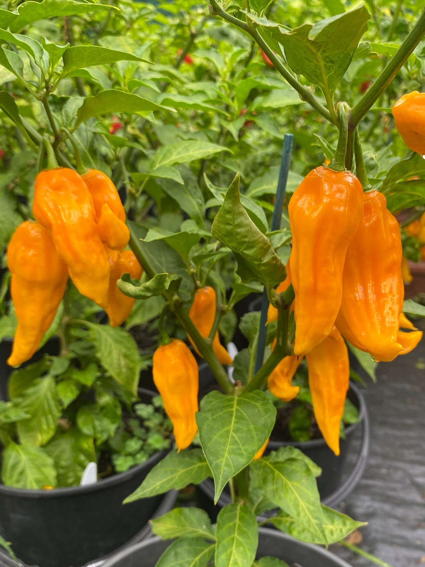 Seeds - Fatalii Yellow