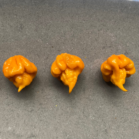 Seeds - 7 Pot Primo Orange