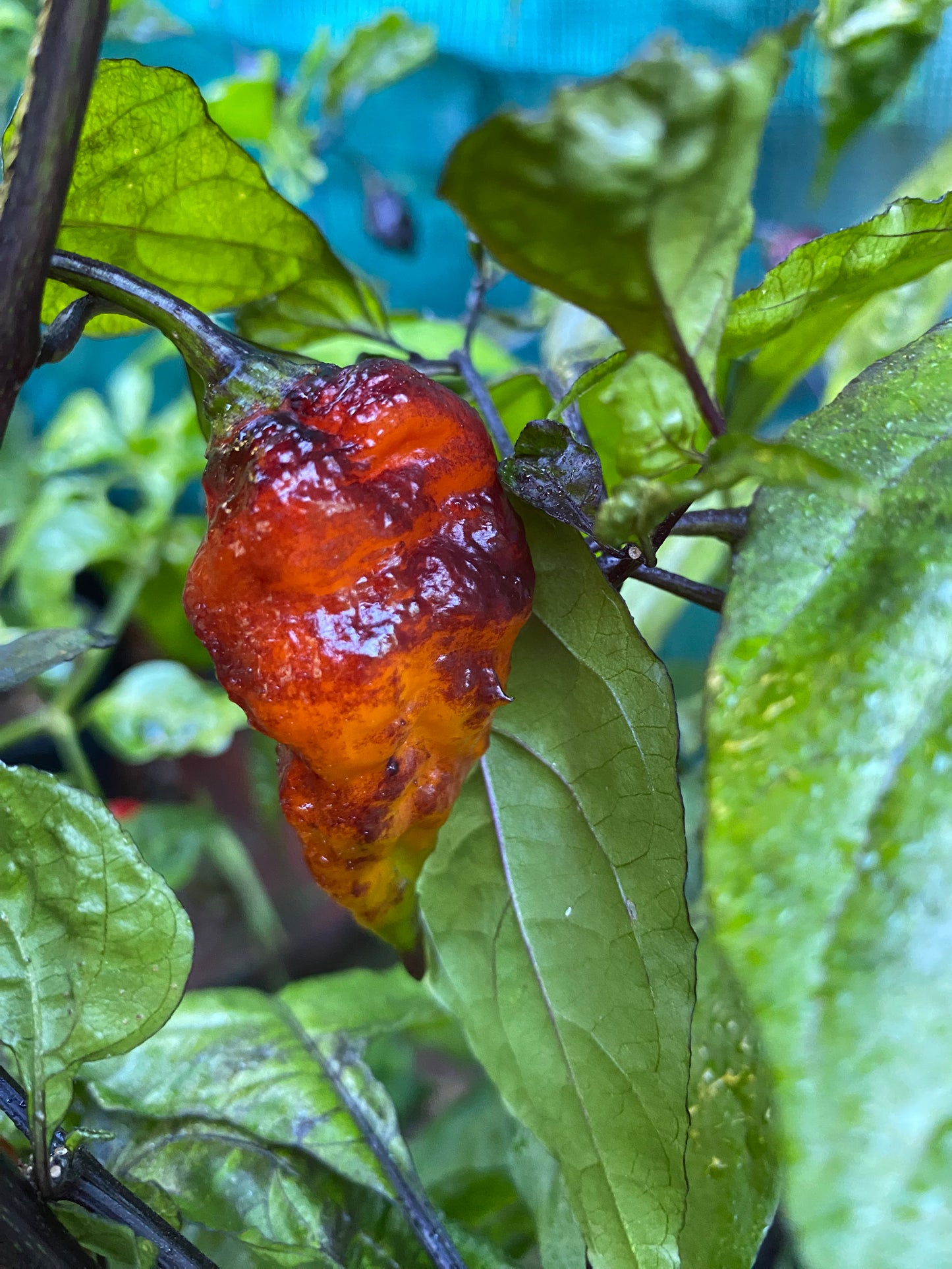 Seeds - Pimenta Leopard