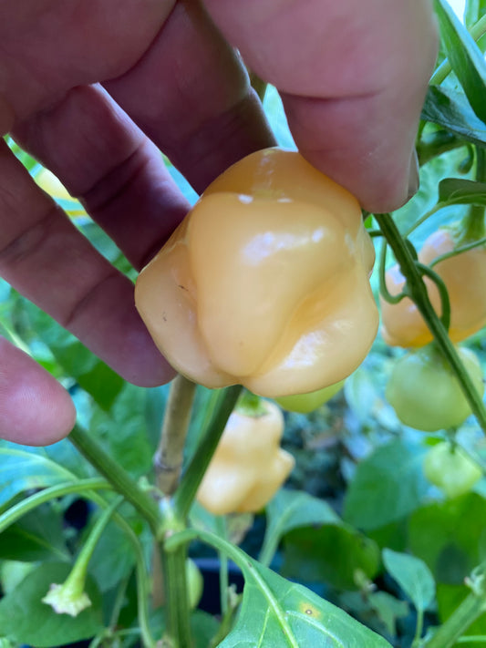 Seeds - Aji Fantasy Peach