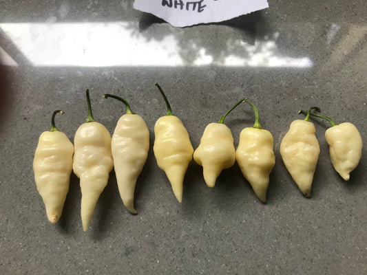 Seeds - OZ Lantern White