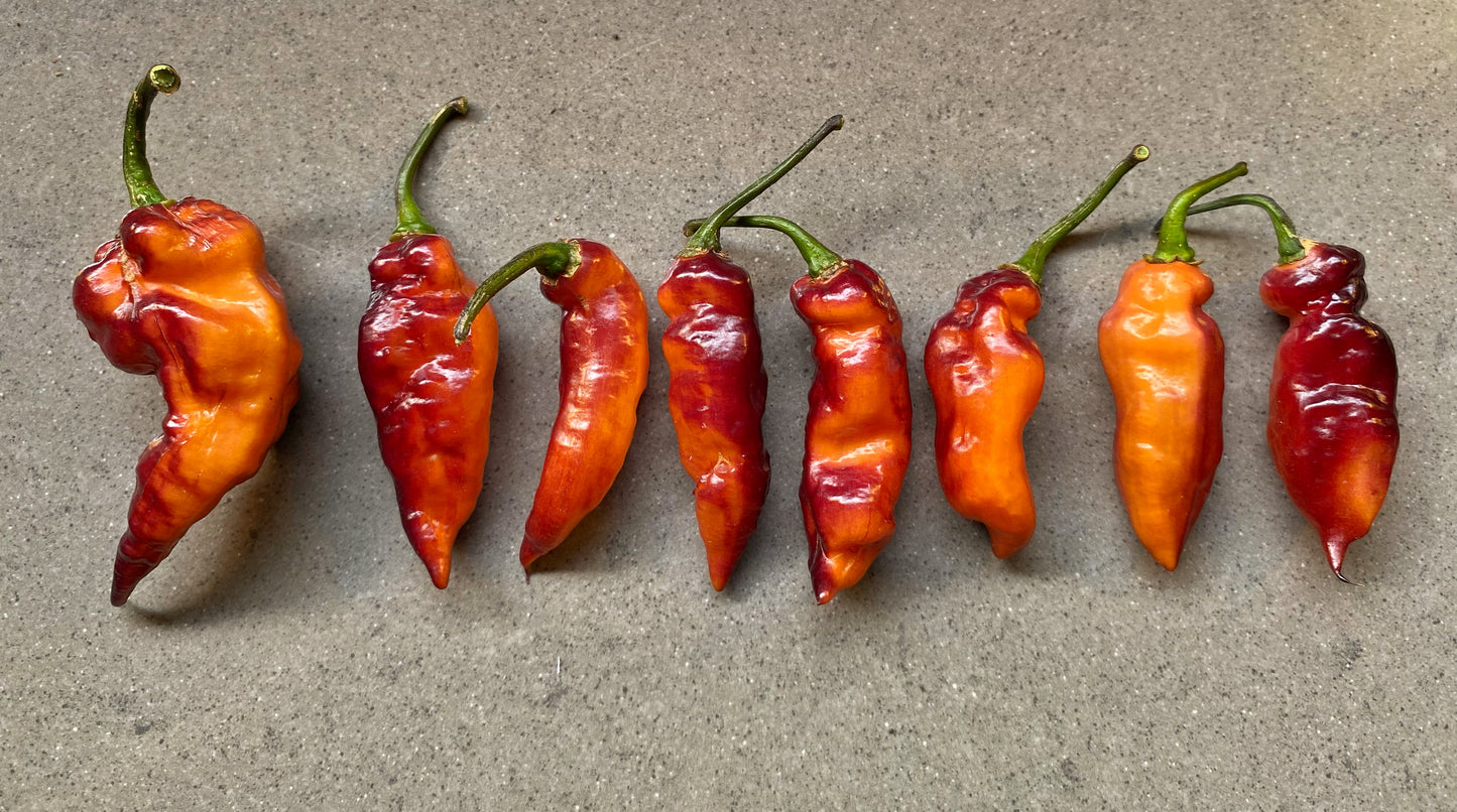 Seeds - Orange Shark