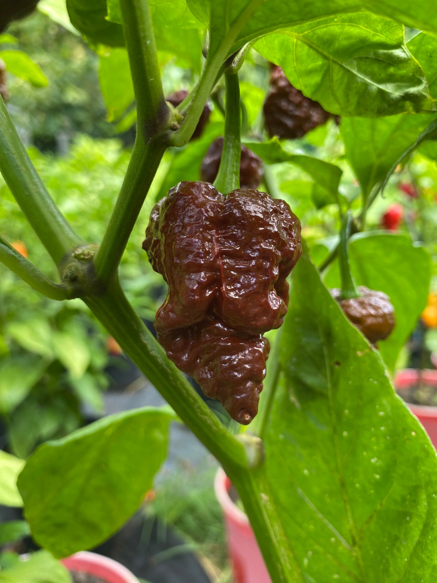 Seeds - Chocolate Apocalypse