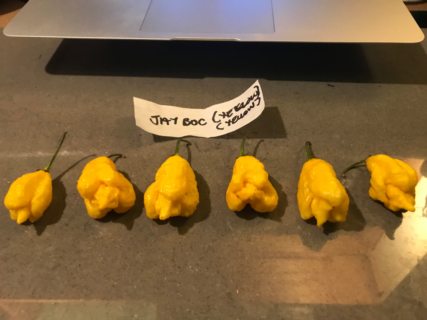 Seeds - JayBoc Yellow