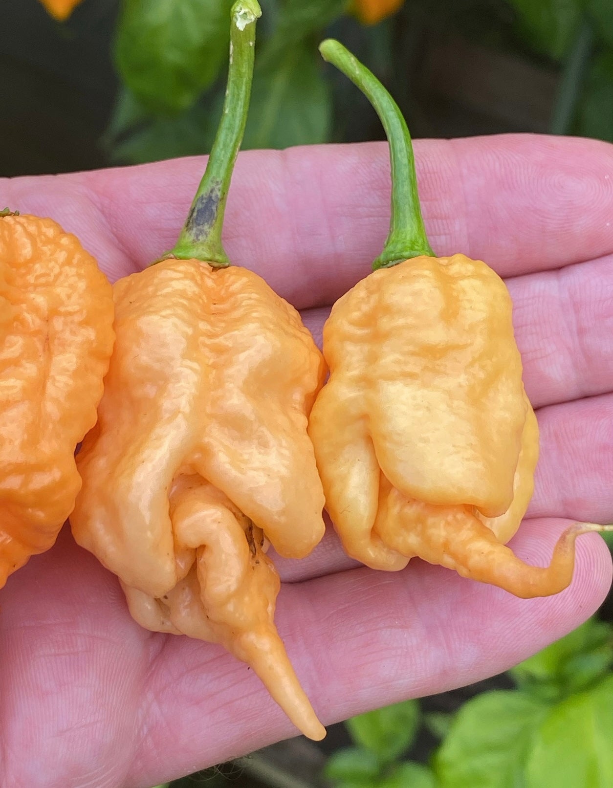 Seeds - Big Peach Mamma (STINGER PHENO)