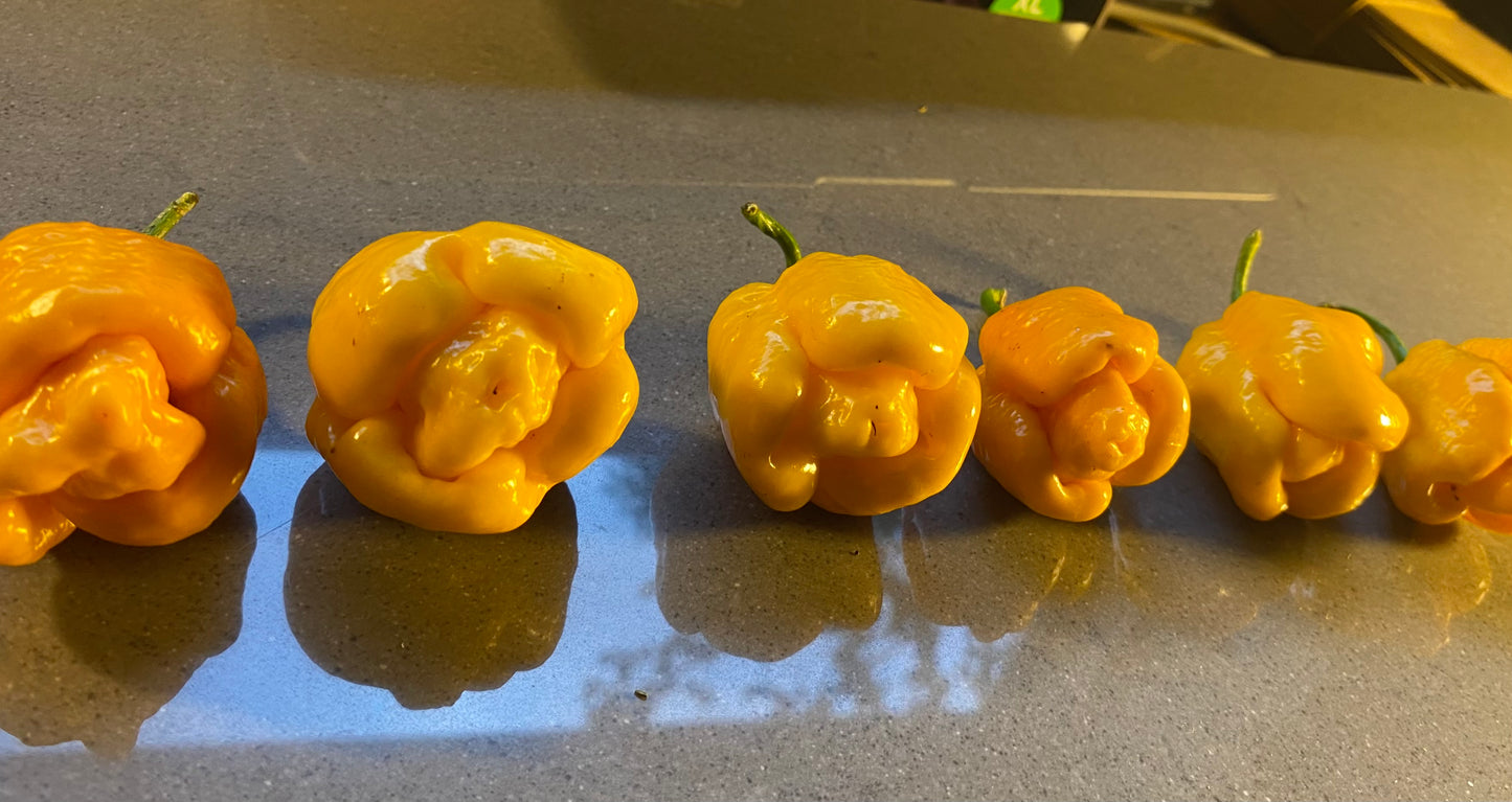 Seeds - 7 Pot Jonah Yellow