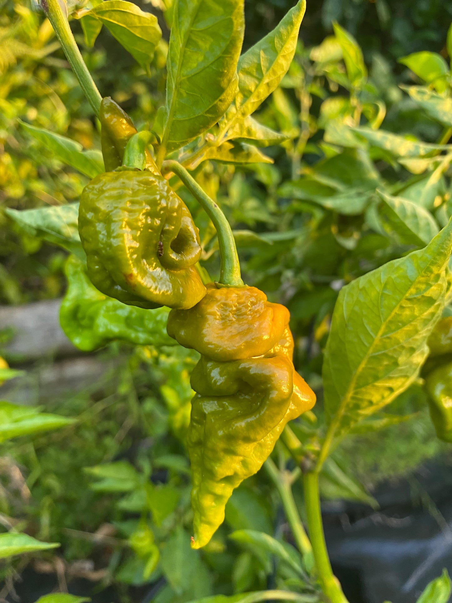 Seeds - Gator Jigsaw