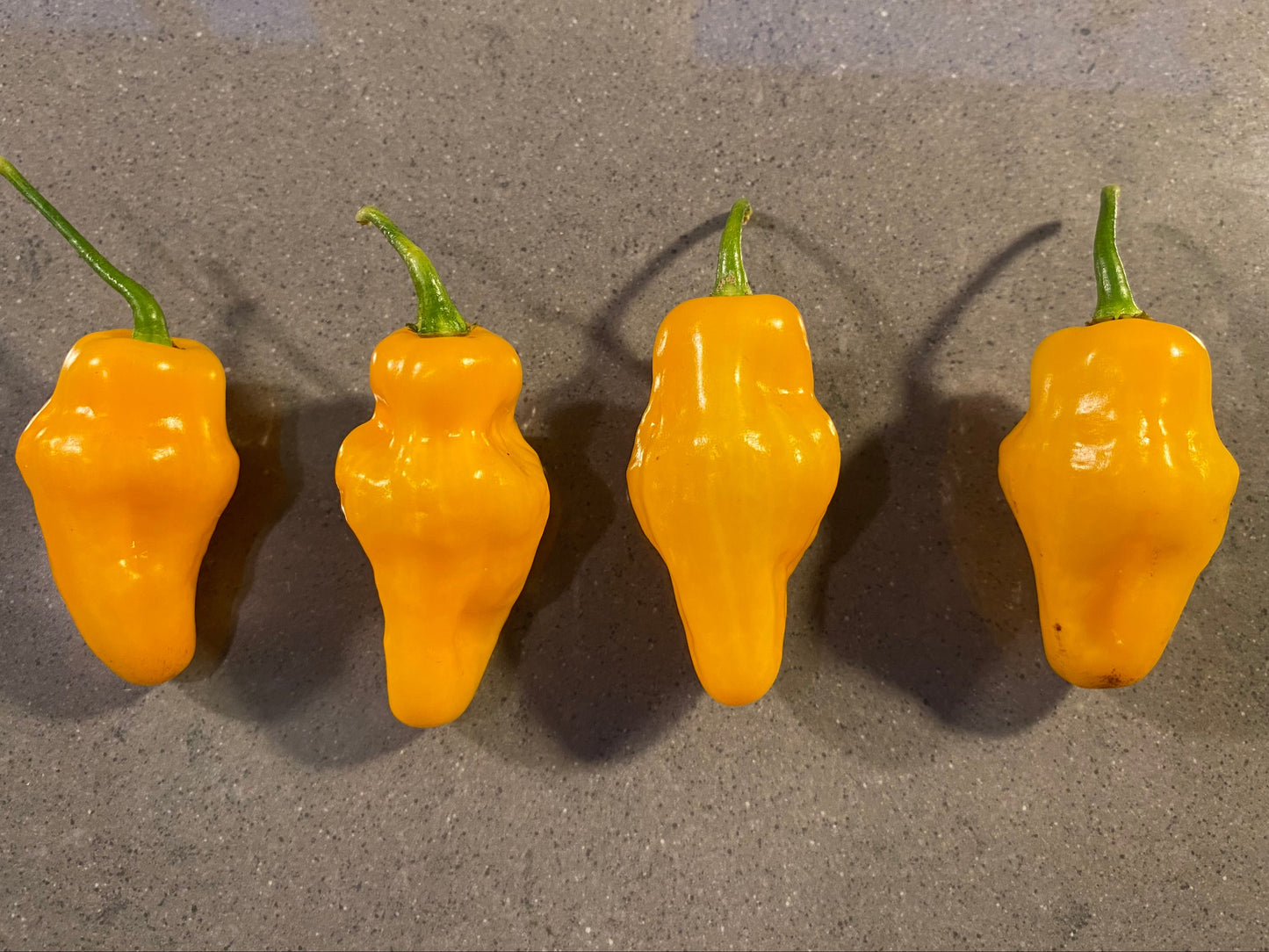 Seeds - Habanero Yellow Lantern