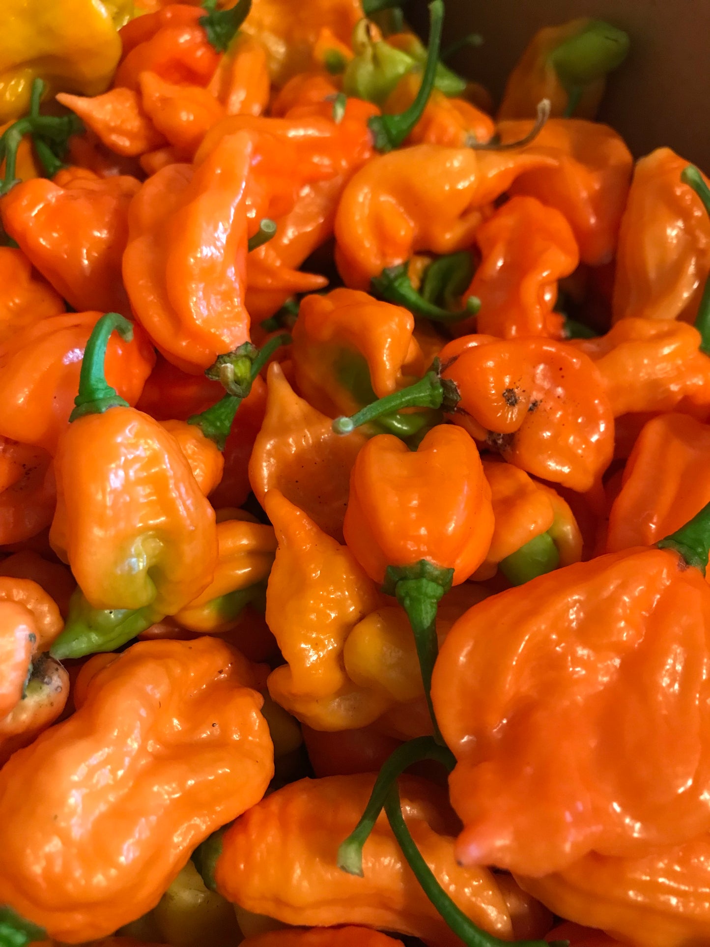 Seeds - JayBoc Orange